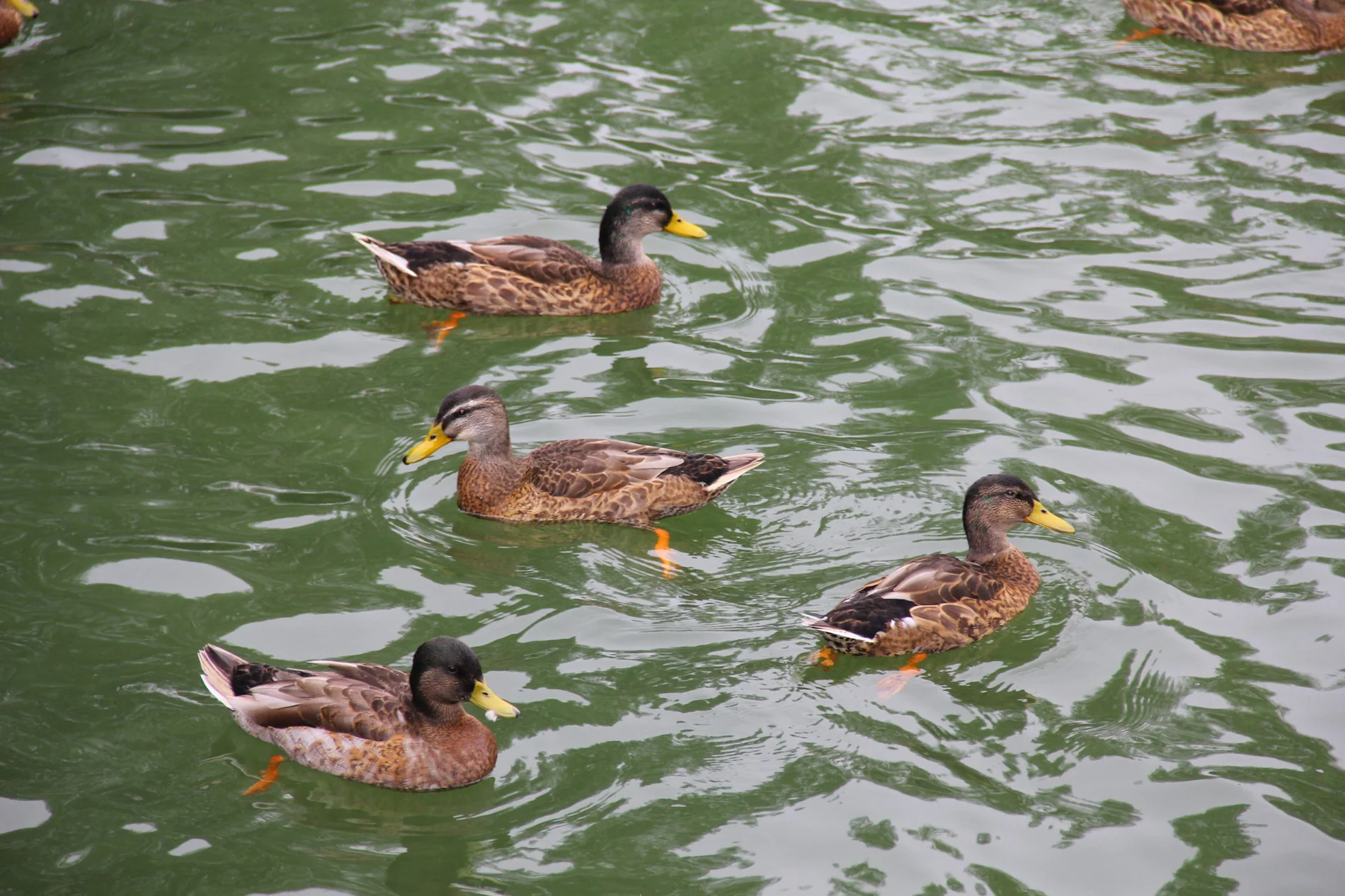 Mehrere Enten auf dem Wasser