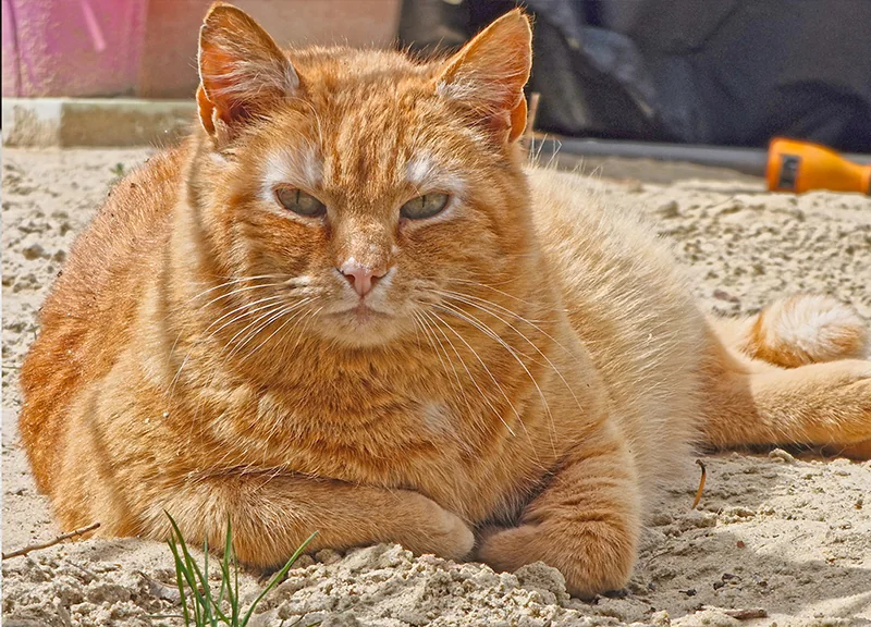 Der orangefarbene Kater Garfield
