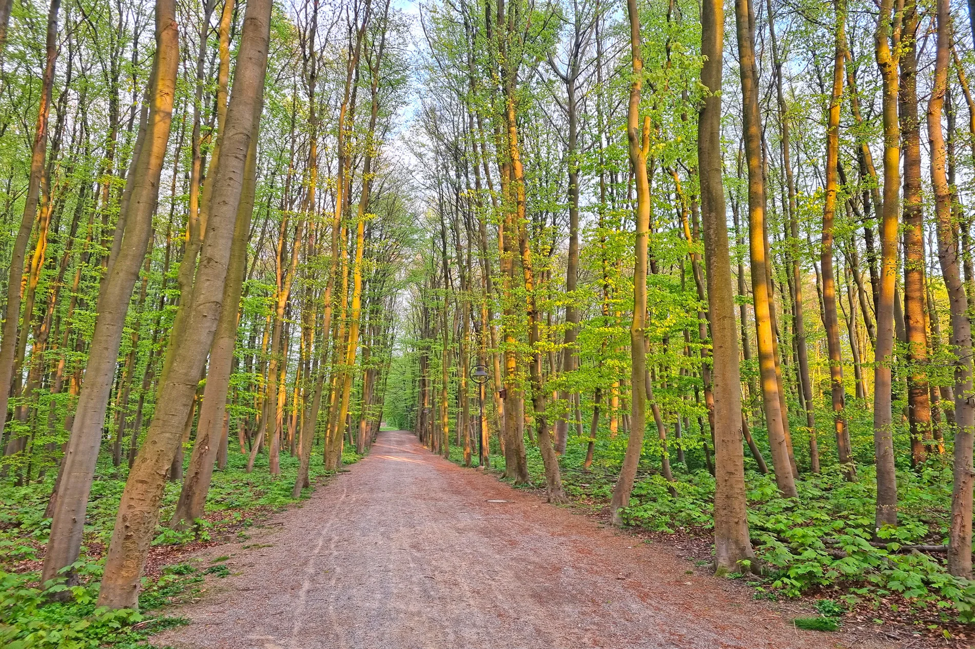 Grüner Waldweg