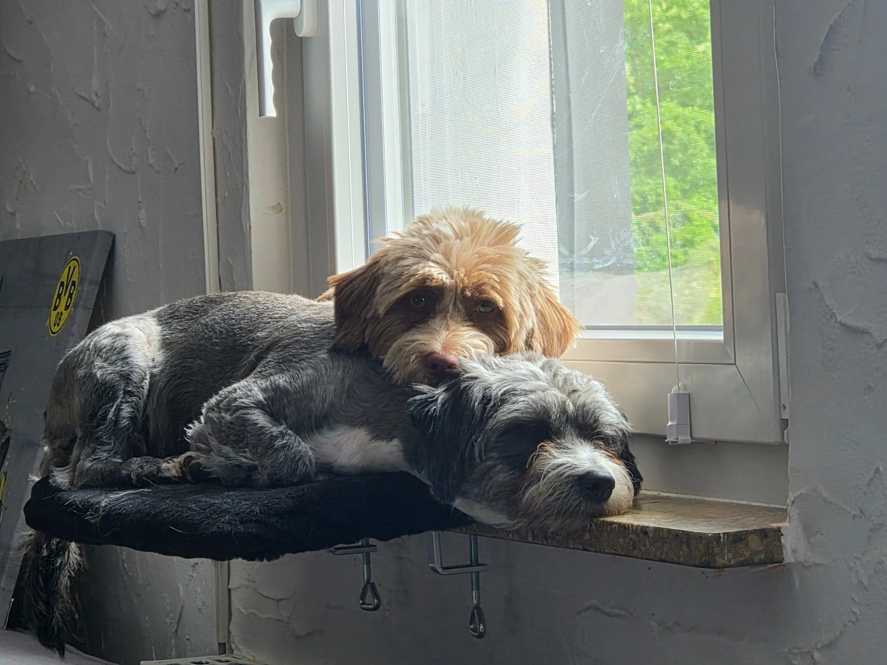 Die beiden Hündinnen Romy und Toffi liegen gemeinsam am Fenster