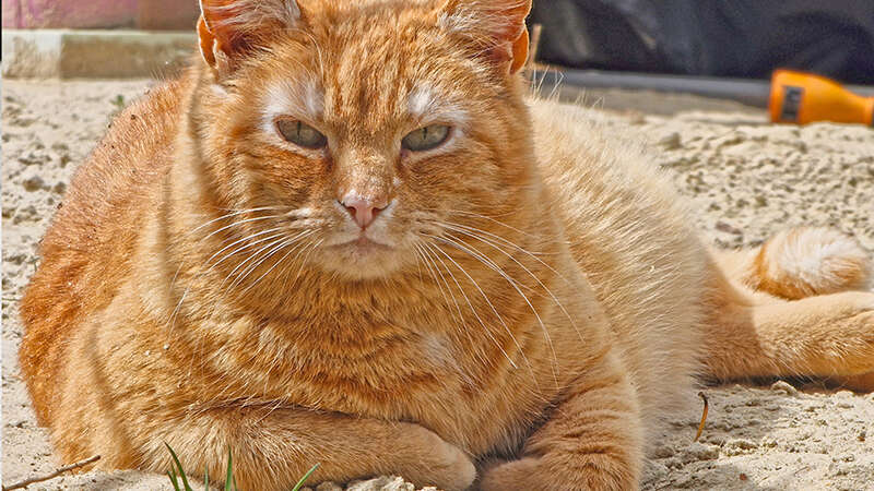 Garfield Garfield